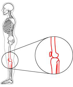 膝の拡大図